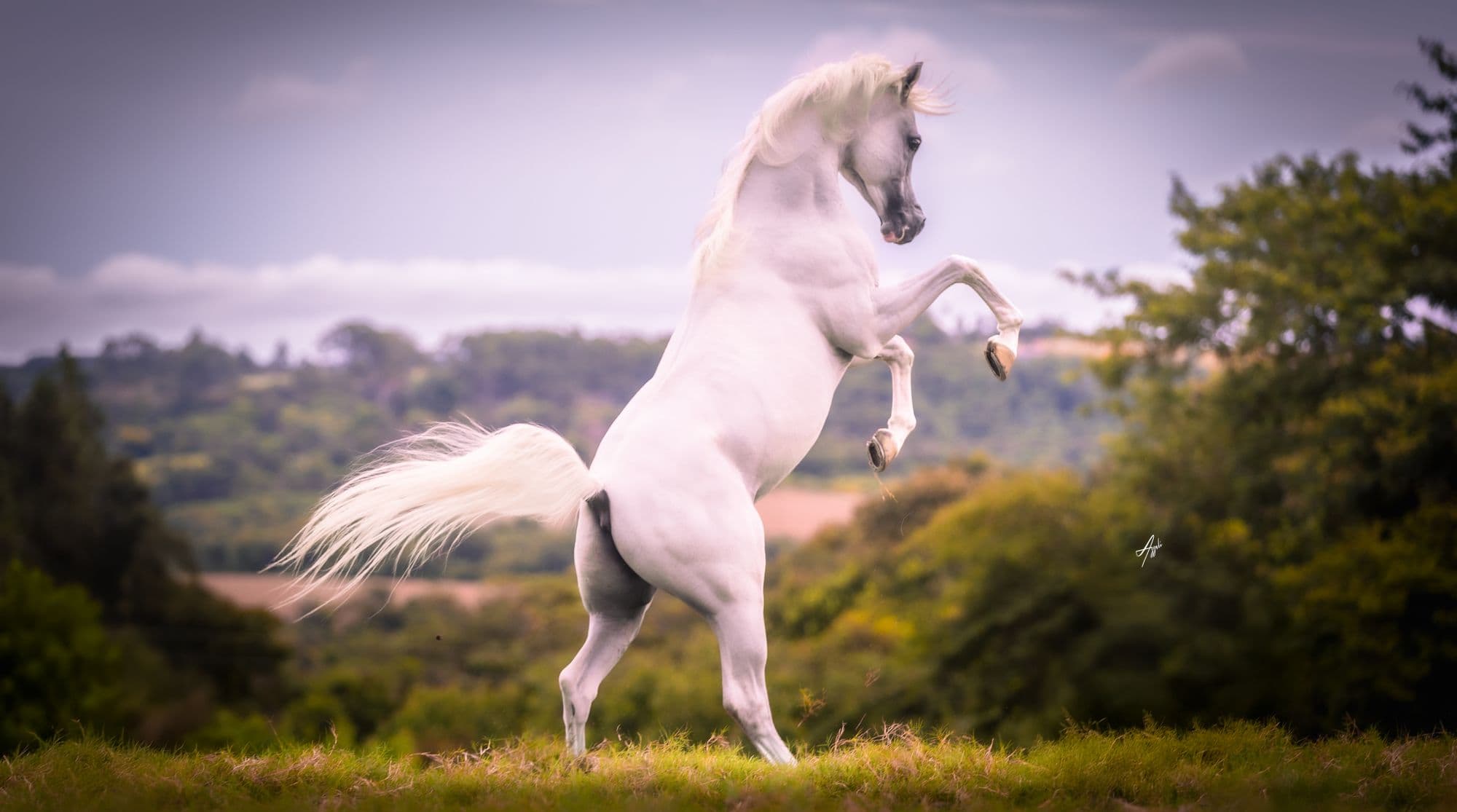 White Arabian stallion rearing in a golden field