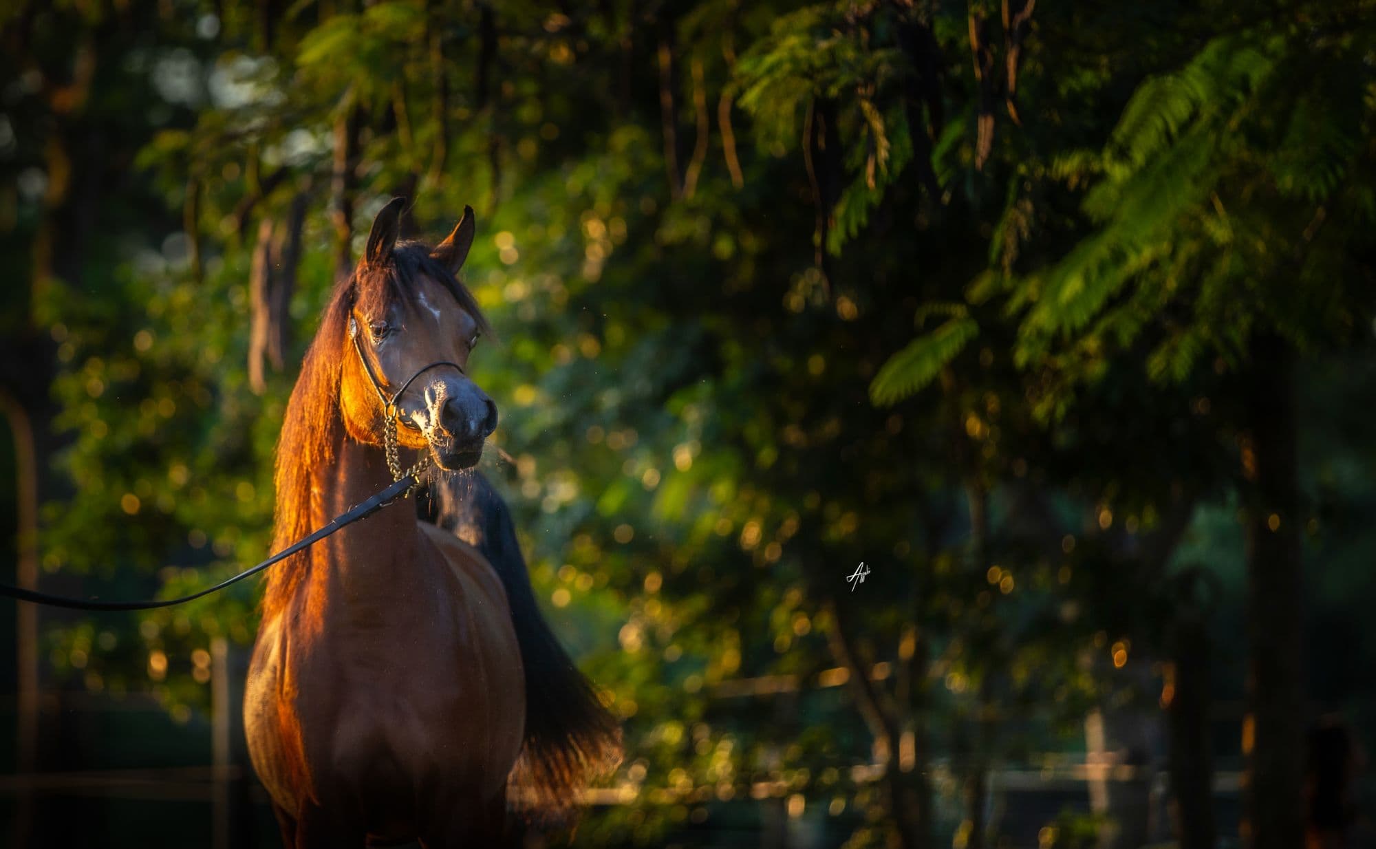 Bay Arabian head portrait in green light