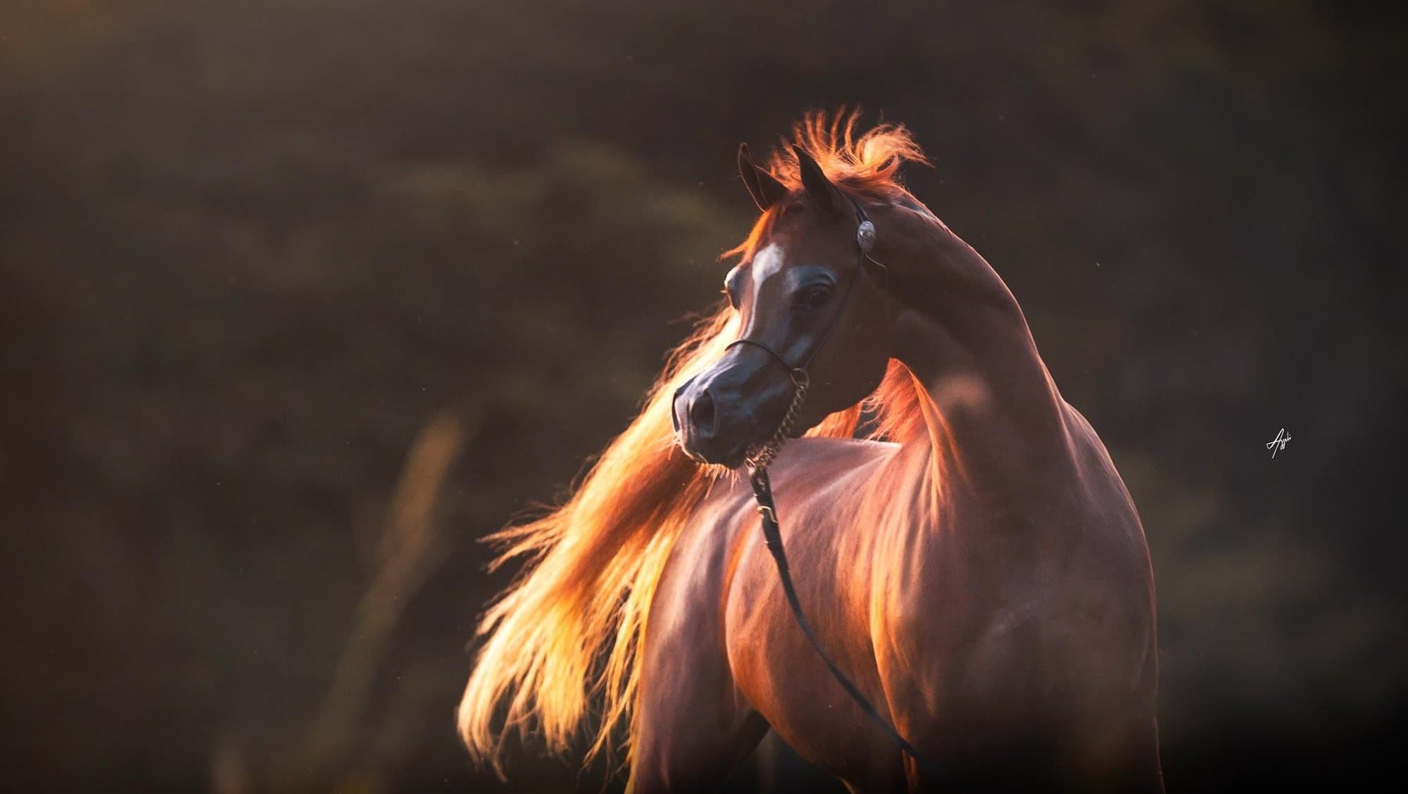 Chestnut Arabian mare turning to the camera, mane backlit by a low sun
