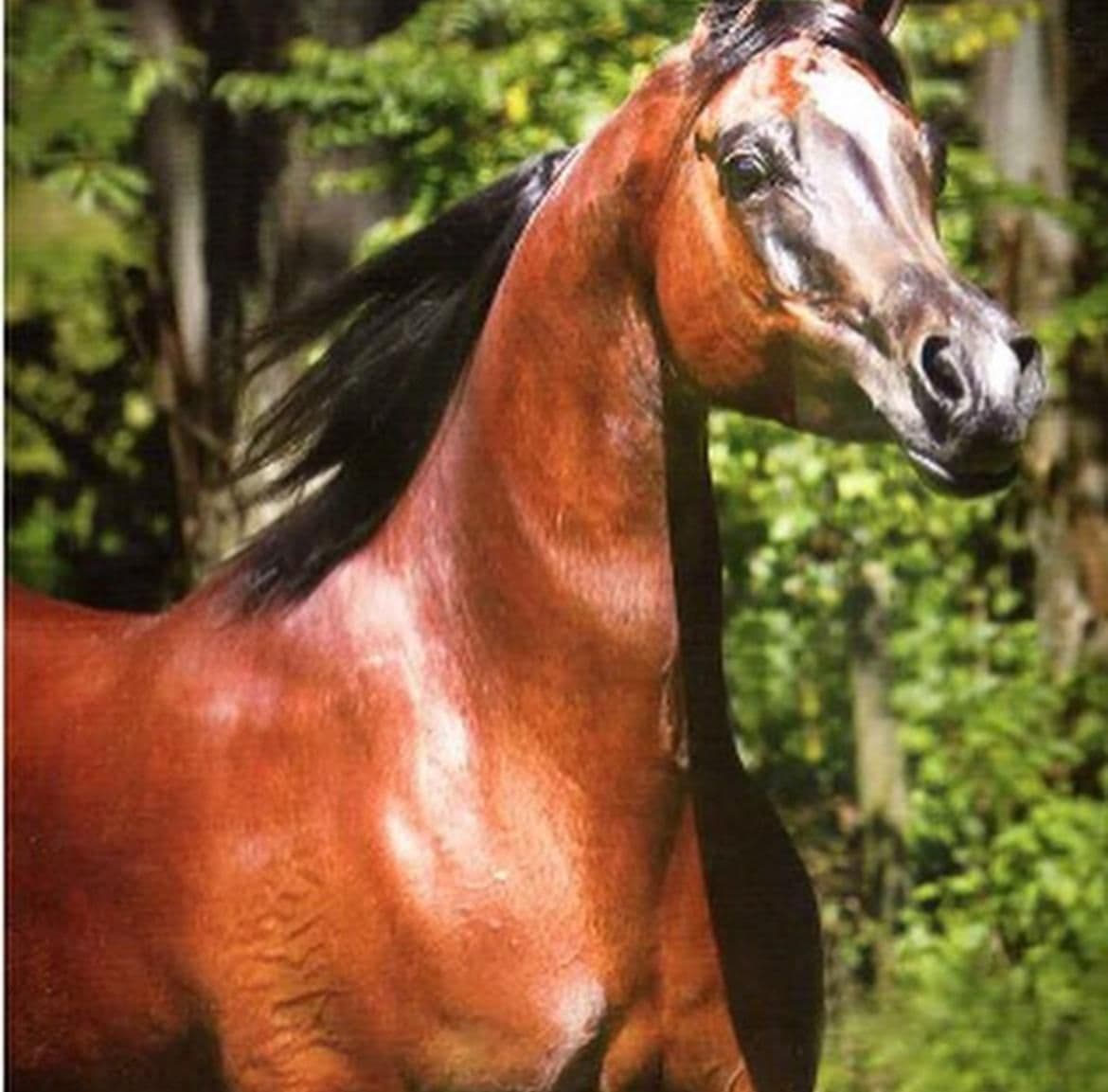 Escah Serondella