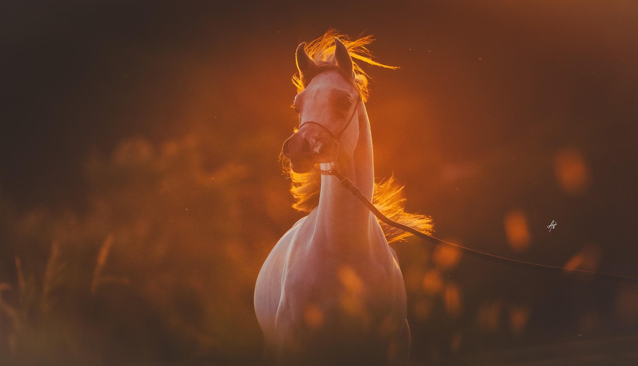 Donattah Serondella — Abbas Al Ventur × Zenyatha Serondella