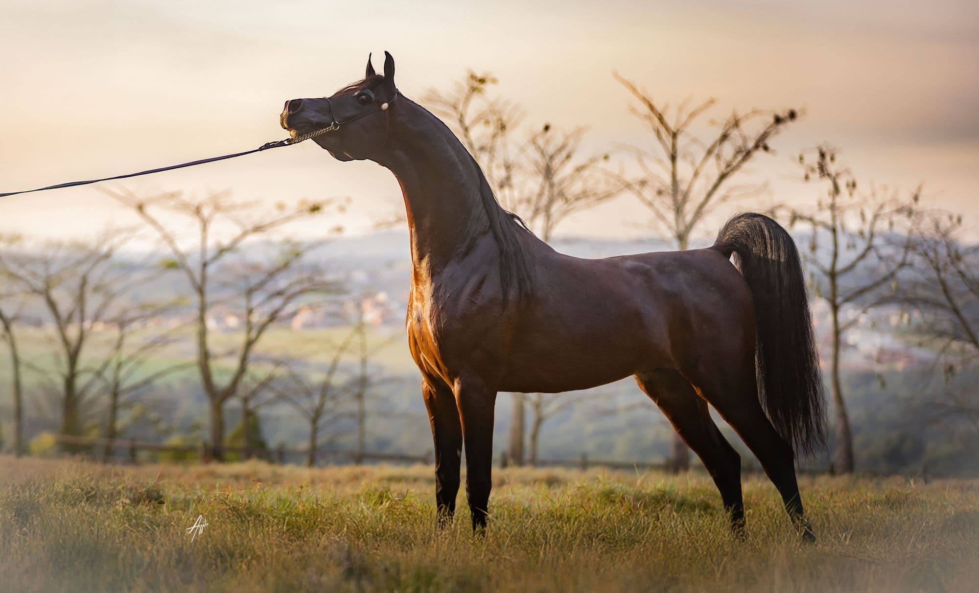 Royal Dominion