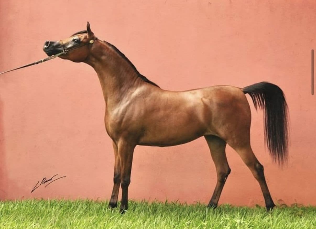 Sahara Barizah — *OFW Magic Wan × Gaillye