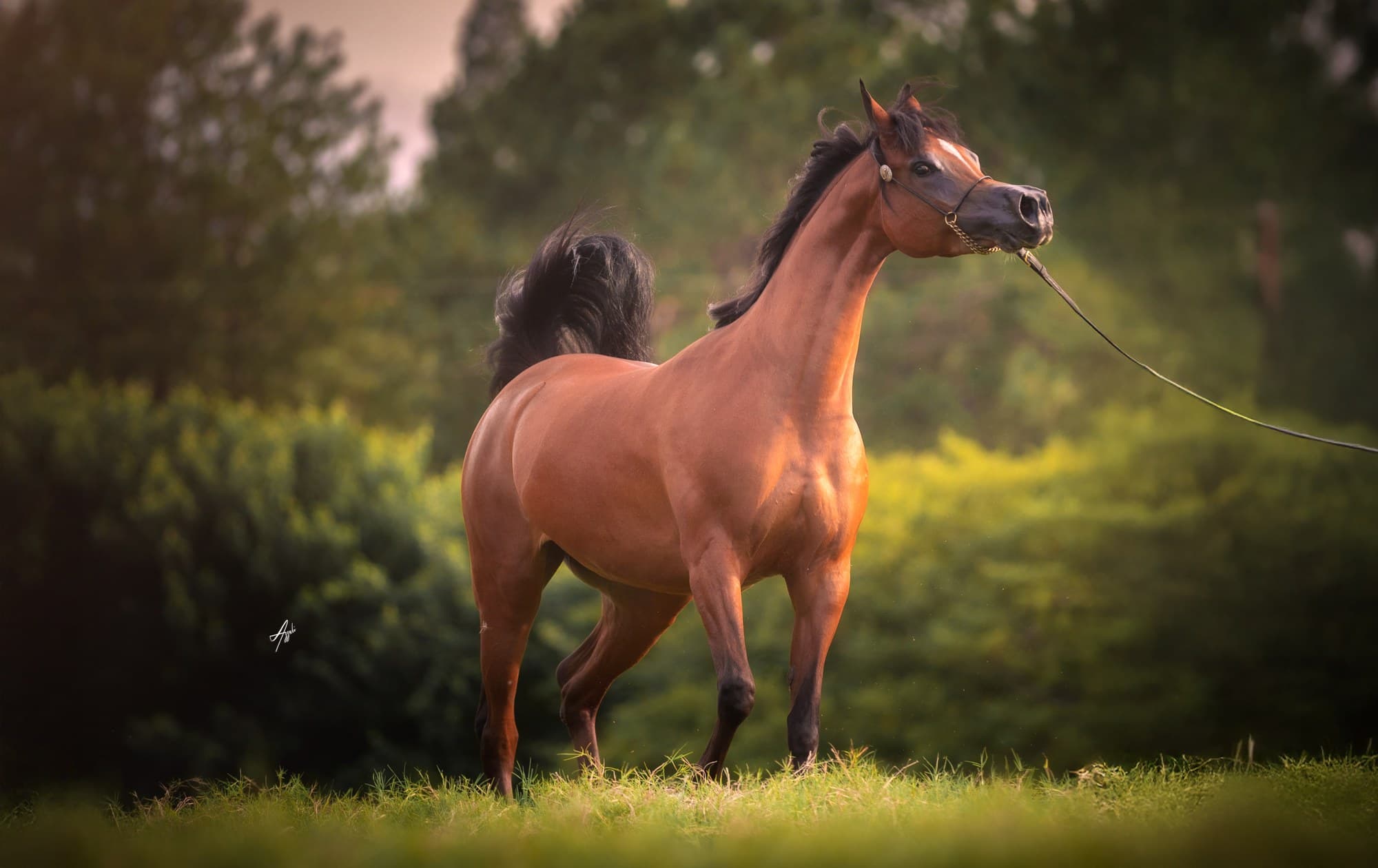 Simoneta LF — 5