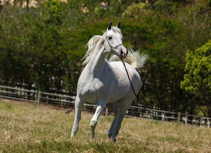 Ehva Serondella — *El Nabila B × Nuk Serondella