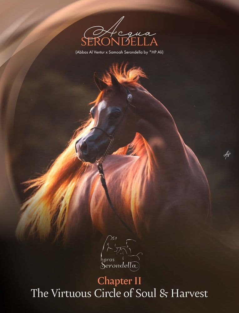 Acqua Serondella — Chapter II — article cover
